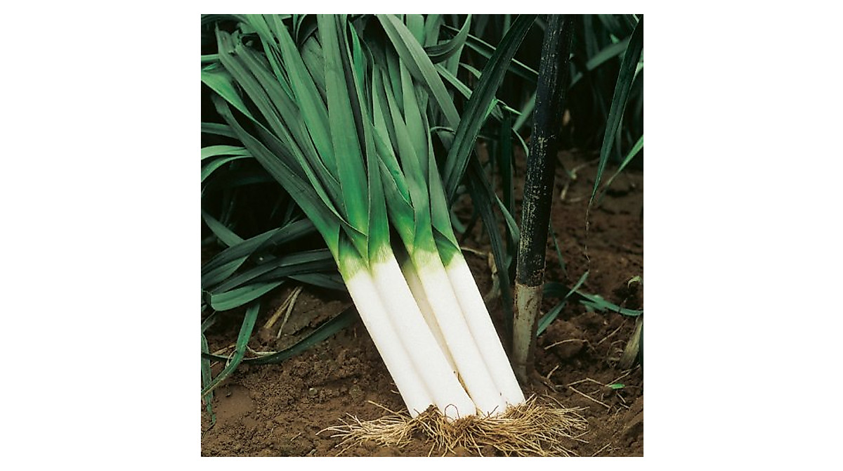 Plant Large American Flag Leek Seeds | Heirloom Non-GMO from Isla's Garden