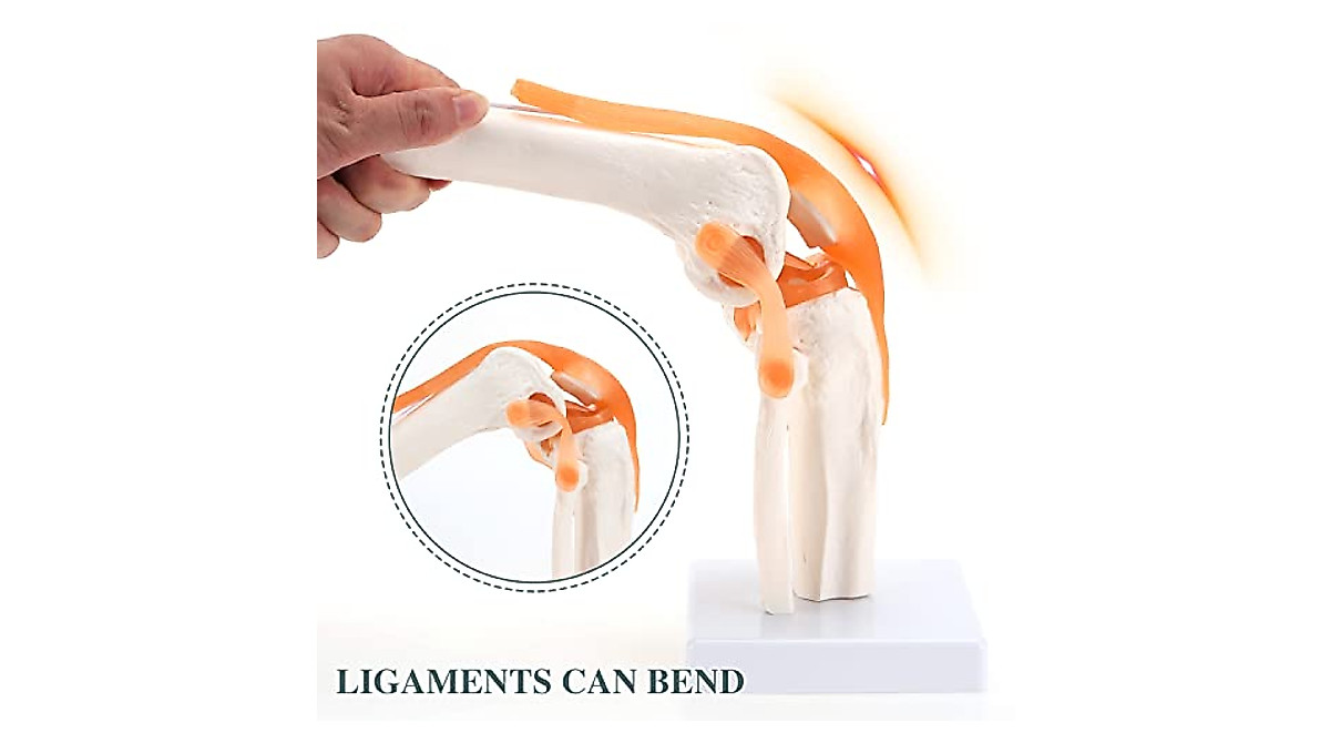 RONTEN Flexible Knee Model for Medical Education