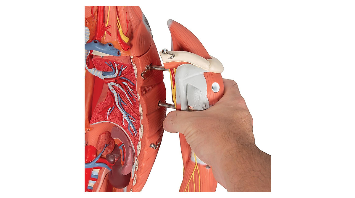 3B Scientific B50 Dual Sex Muscle Figure 45-part Model