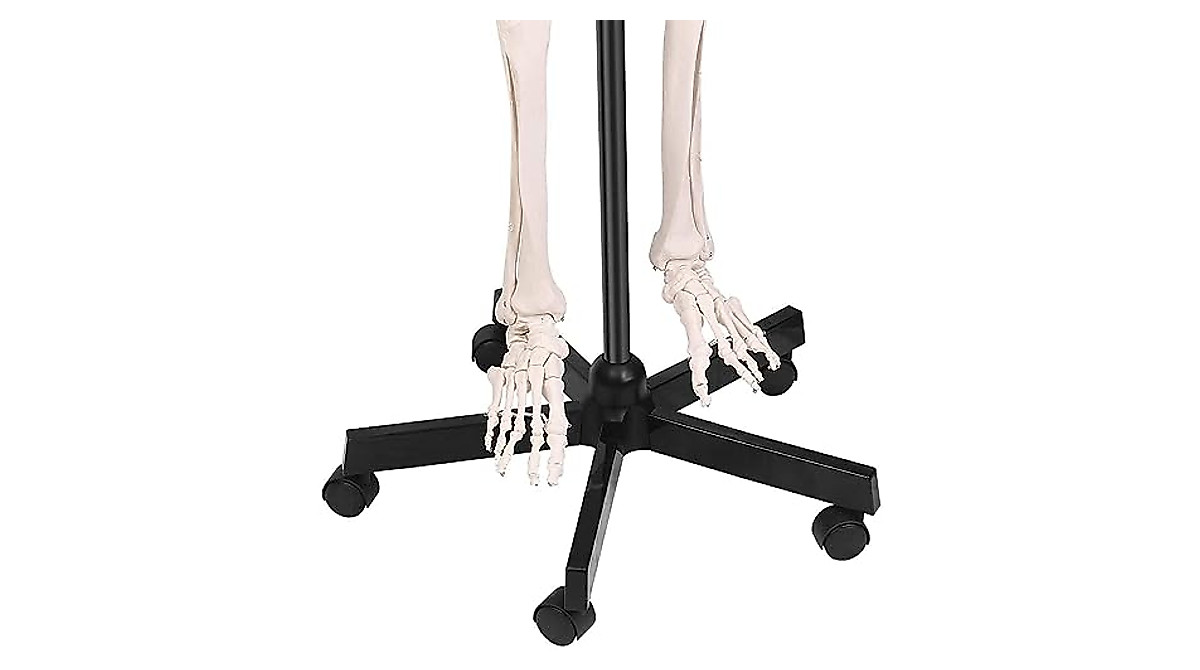 RONTEN Human Skeleton Model - Life Size Medical Anatomy Skeleton