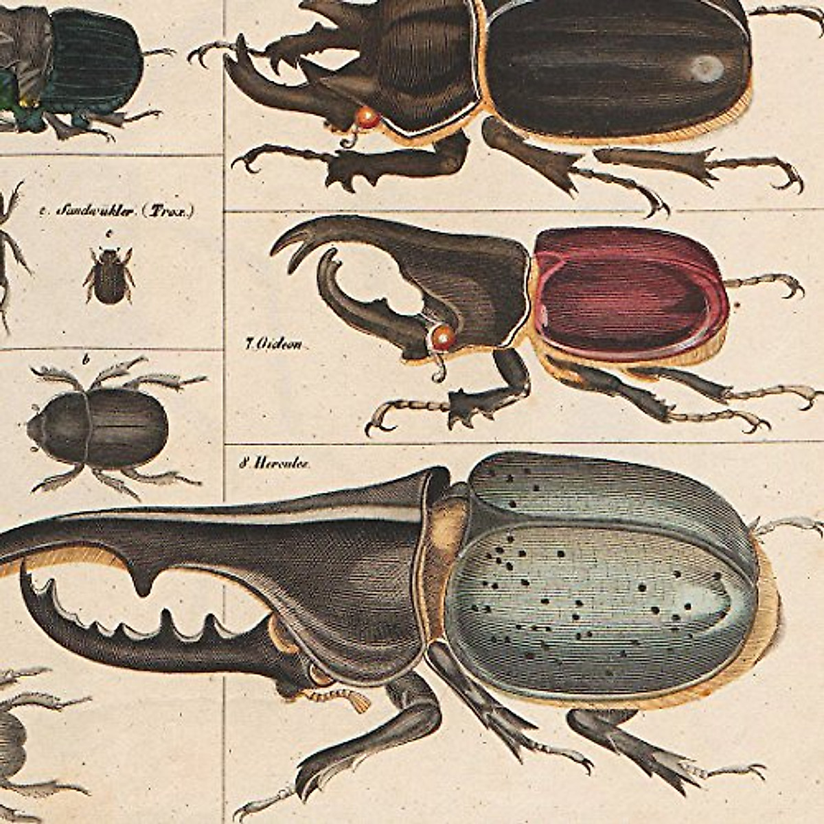Vintage Insects Collection Poster - Educational & Wall Decor