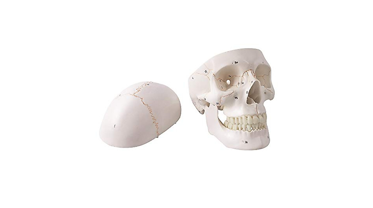 Generies Skull Anatomical Model for Medical Students