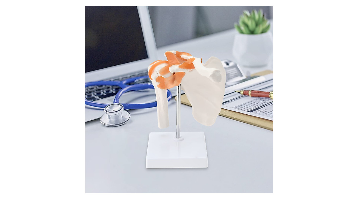 RONTEN Life-Size Shoulder Anatomy Model for Medical Teaching