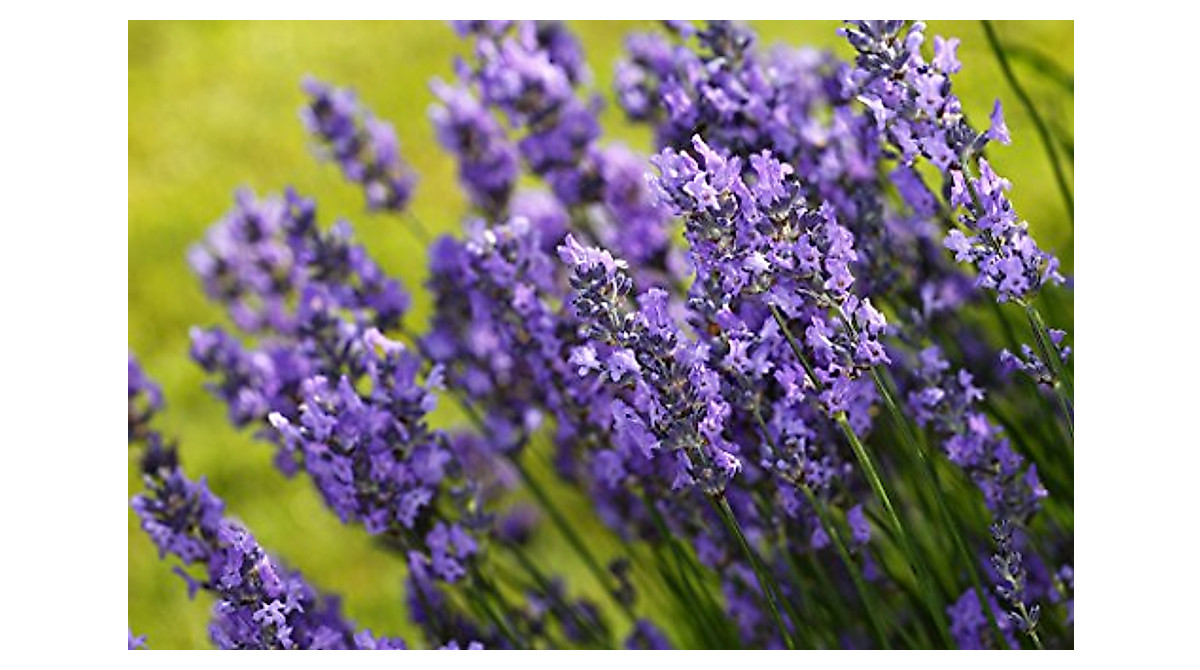 Easy Garden Roll Out Lavender Kit - Grow Flowers Effortlessly