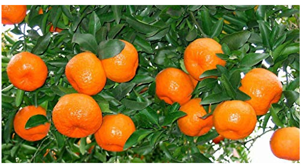 Buy 20+ Mandarin Orange Tree Seeds - Dwarf Citrus Plants