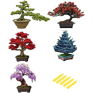 100 White Birch Tree Seeds - Grow Your Own Bonsai Or Shade Tree - CZ GRAIN