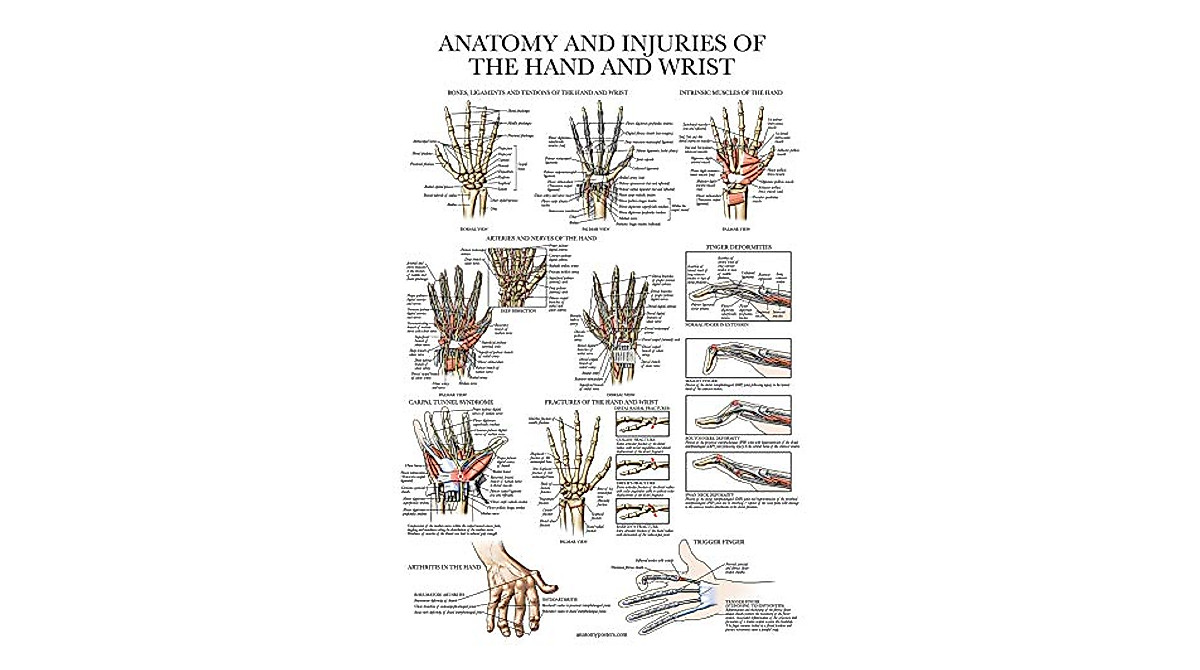 Anatomy & Injuries Charts Set - Hand, Wrist, Foot & Ankle | Durable ...