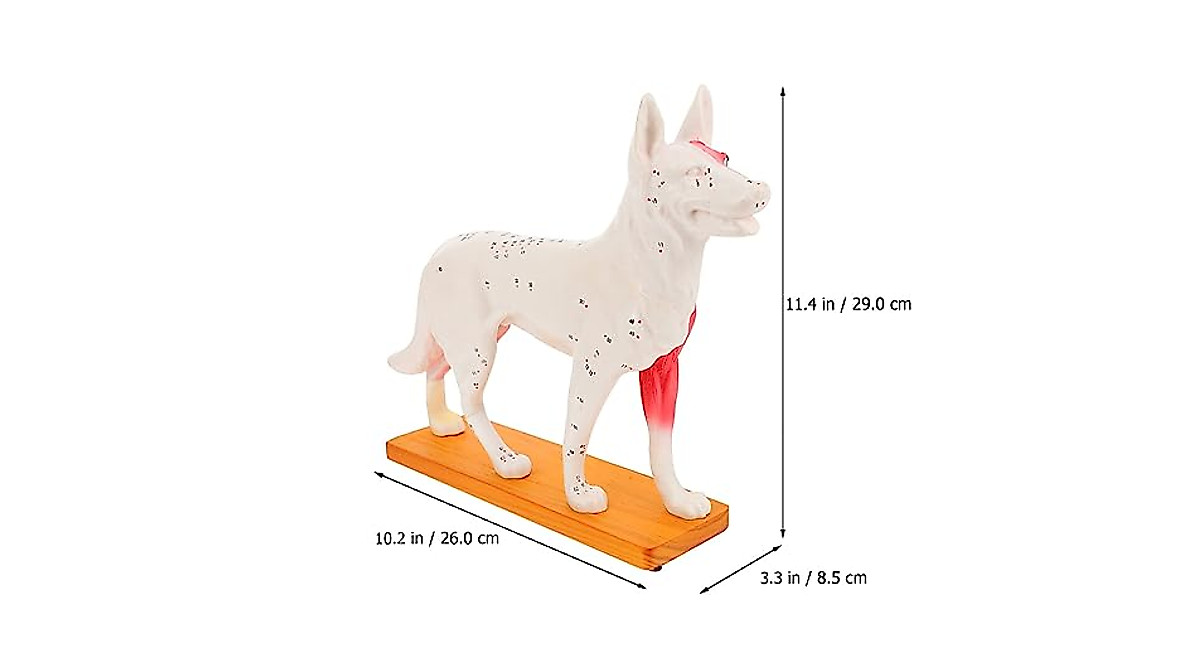 4D Dog Anatomy Model - Ideal for Veterinary Training