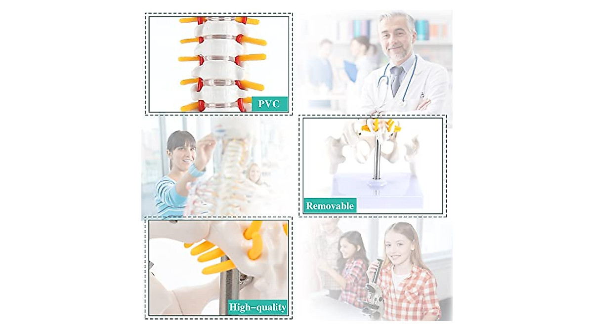 RONTEN Mini Spine Model - Ideal for Education & Display