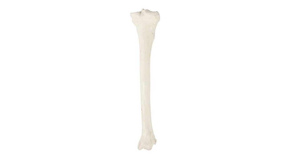 Axis Scientific Left Tibia Bone Model - Realistic Anatomy