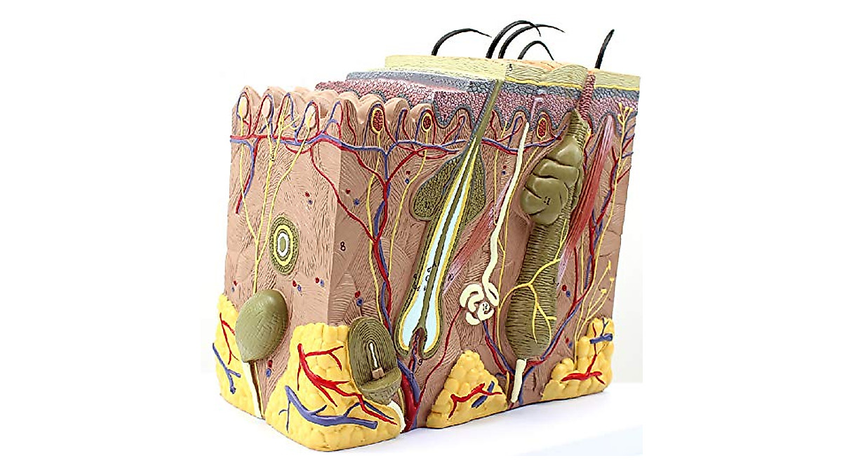 3D Skin Anatomical Model for Teaching & Communication