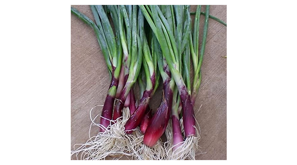 Plant Scarlet Bandit Onion Seeds: Rare Red Scallions for Your Garden
