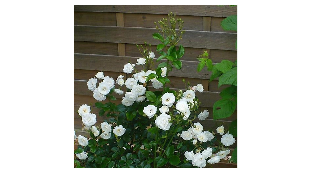 Buy White Miniature Rose Seeds | Hardy & Easy to Grow Flowers