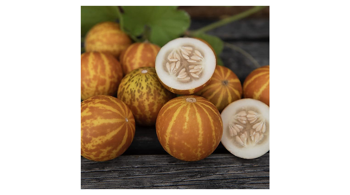 Tigger Melon Seeds for Ornamental Pot Garden Planting - 50 Count