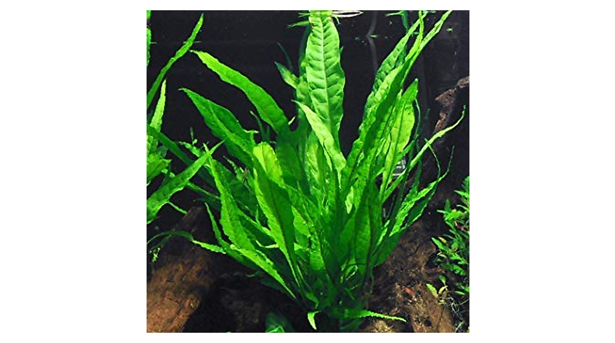 Anubias Barteri & Java Fern Aquarium Plants - Easy Care Bundle