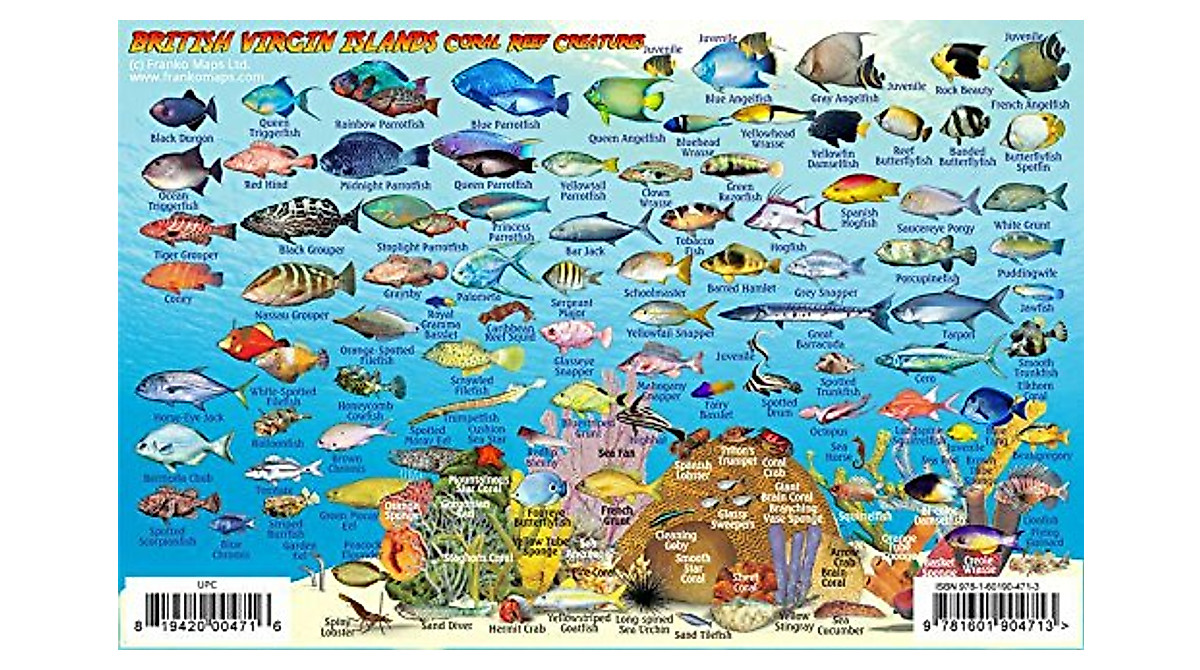 British Virgin Islands Dive Map & Fish Guide | Waterproof & Laminated