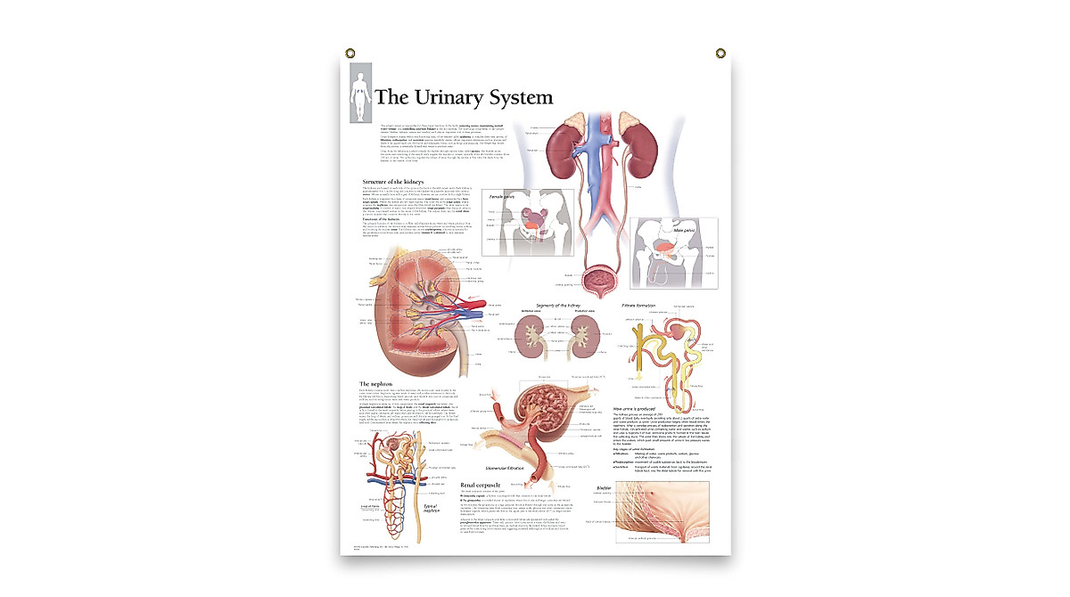 Urinary System Medical Poster 22x28 Wall Chart for Education & Clinics