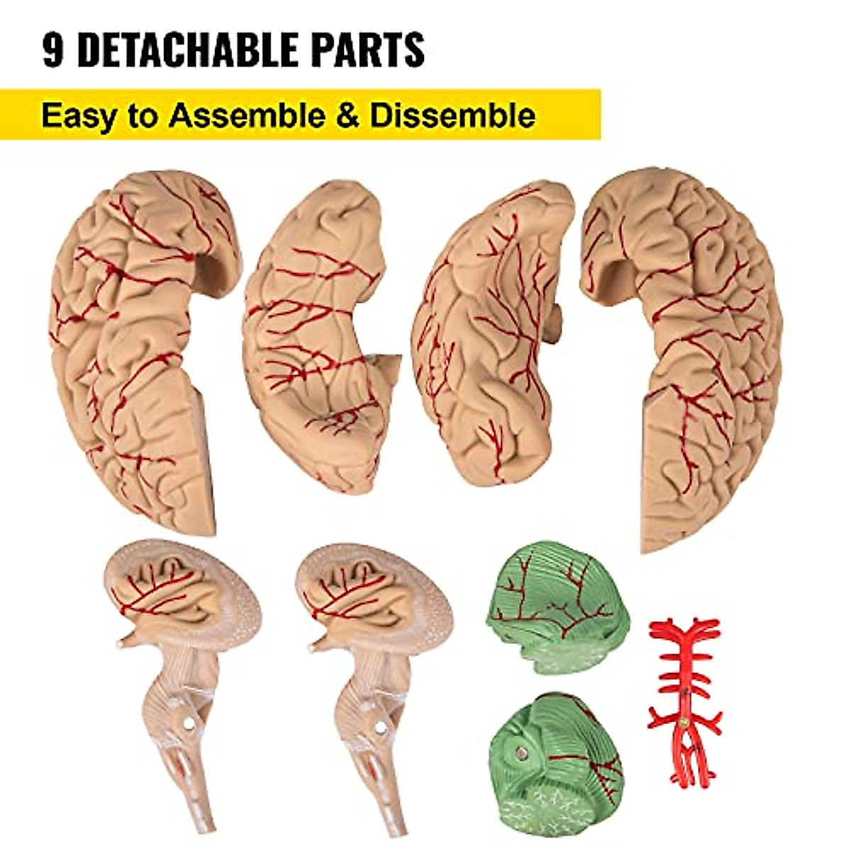 VEVOR Human Brain Model - 9-Part Anatomy Tool
