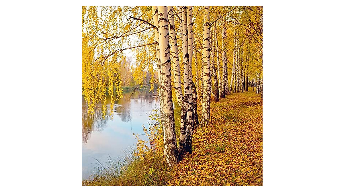White Paper Birch Tree Seeds - Fast-Growing, Low-Maintenance Garden Tree