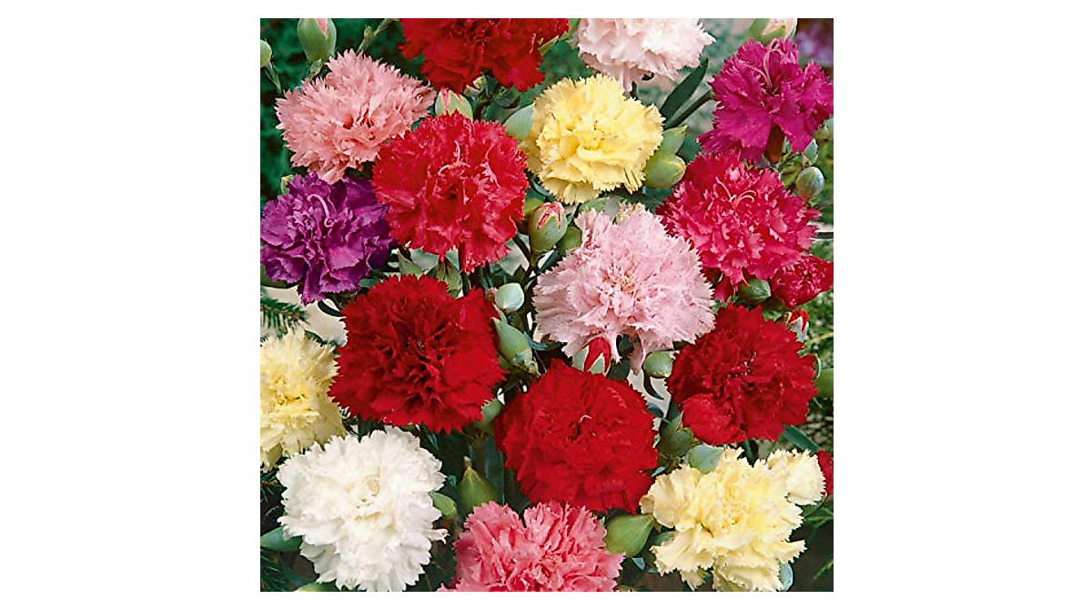 Outdoor Carnation Seeds - Vibrant & Fragrant Garden Flowers