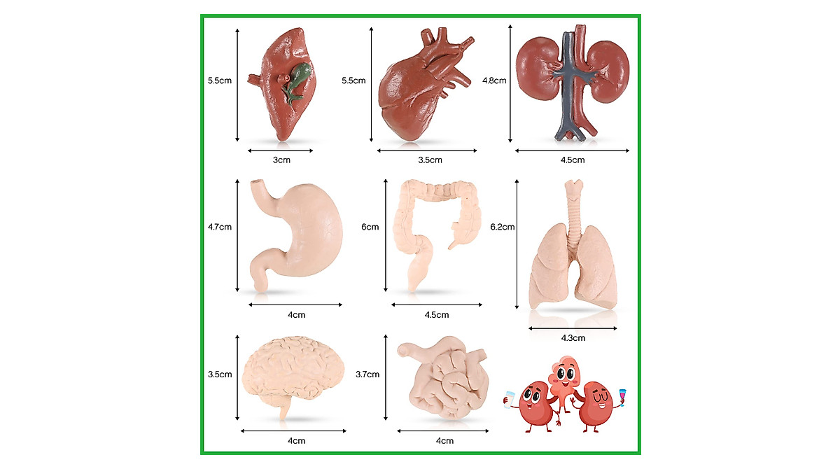Yinkin 8-Piece Human Body Model Set for Kids - Anatomy & Physiology