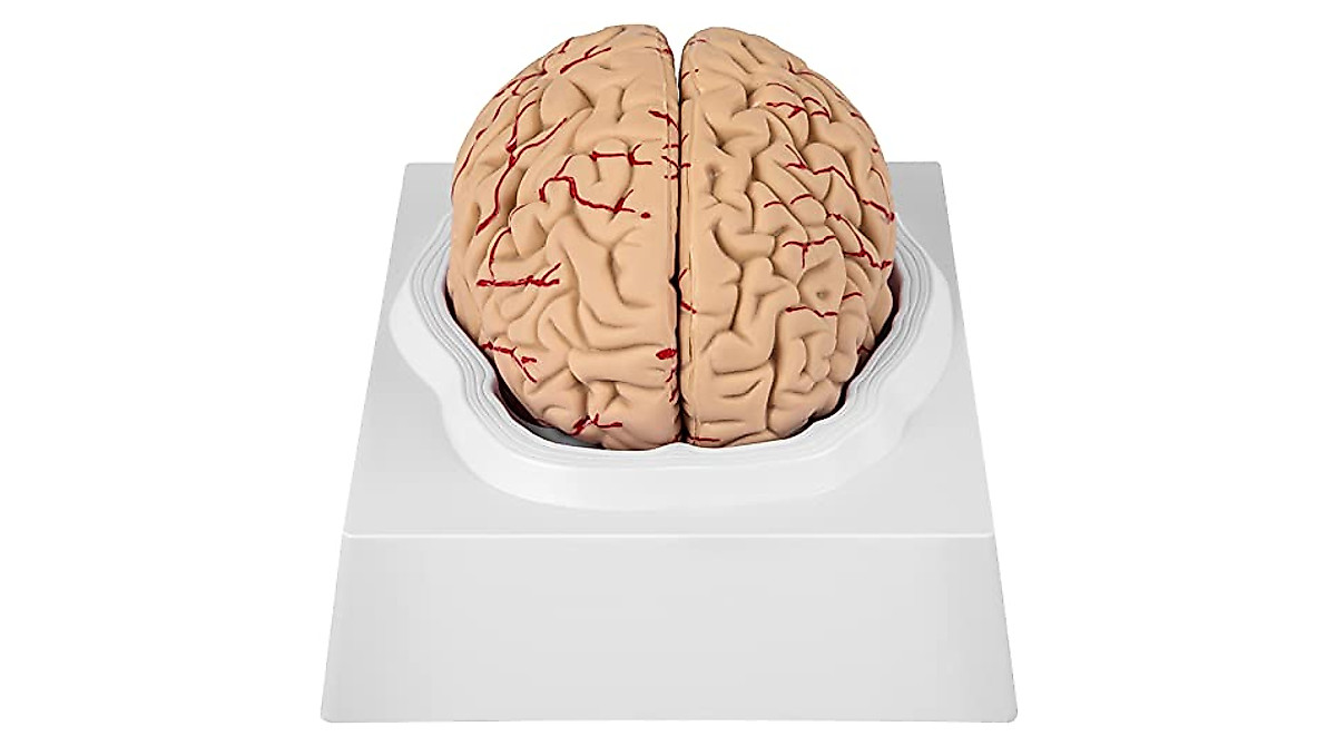 VEVOR Human Brain Model - 9-Part Anatomy Tool
