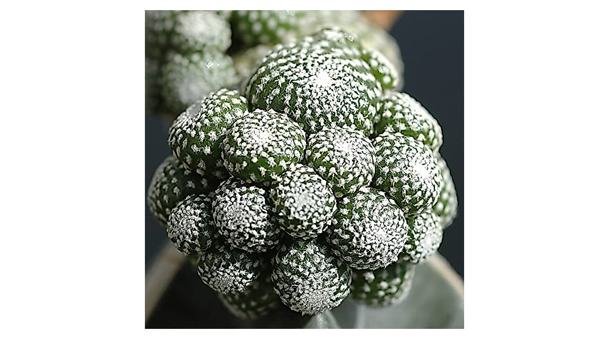 Semi Cactus Blossfeldia Liliputana Semi Di Blossfeldia Liliputana - Foto 2