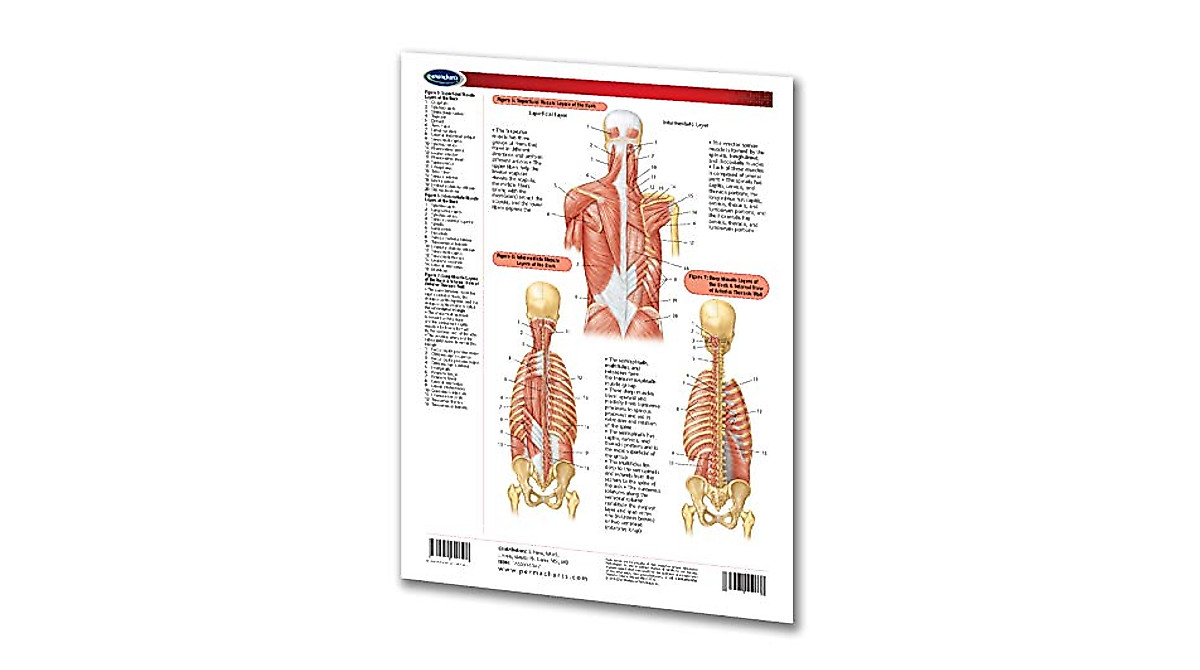 Muscular System Guide: Head & Torso | Anatomical Quick Reference