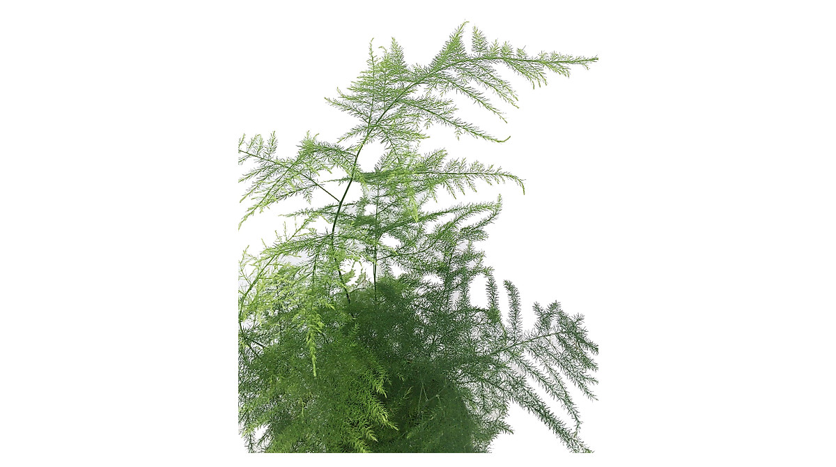 Fern Leaf Plumosus Asparagus Fern - Easy Indoor Houseplant