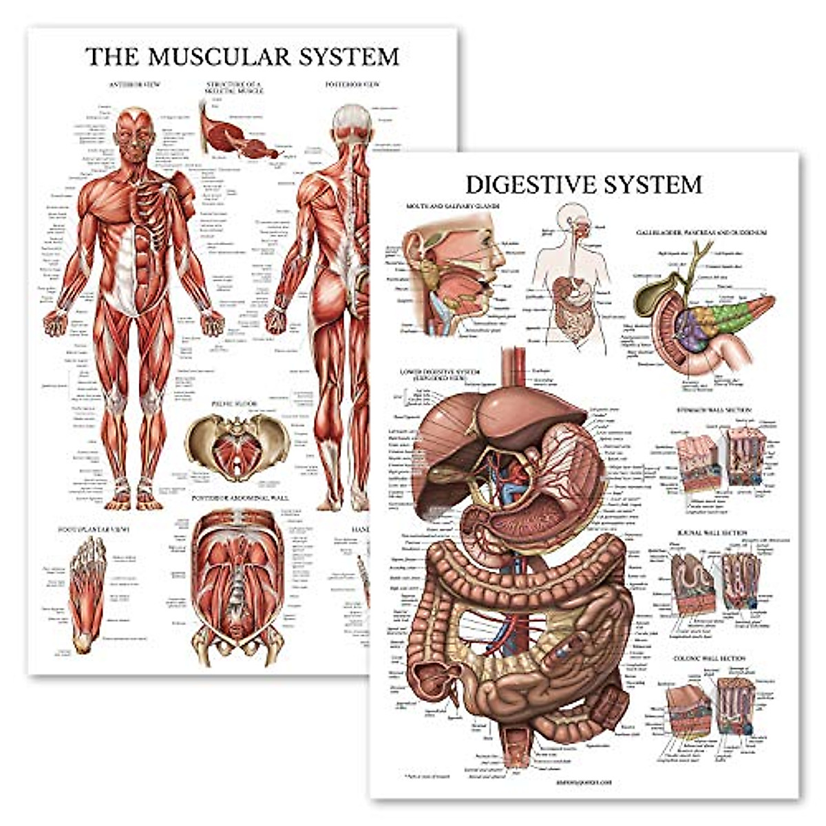 Anatomical Poster Set - Muscular & Digestive Systems