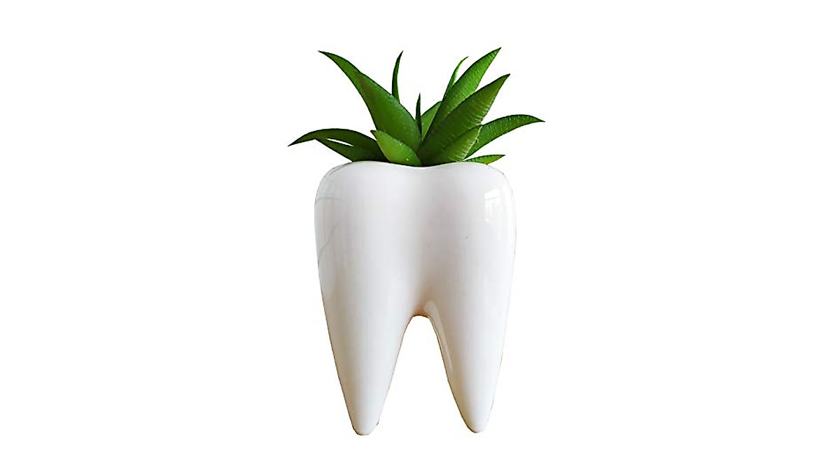 Tooth Shaped Ceramic Succulent Pot for Unique Decor