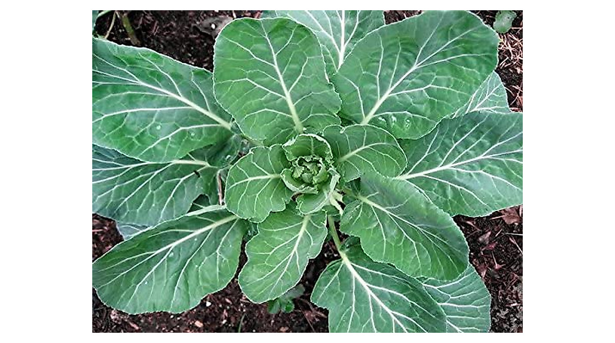 thumbnail image 2 of 50 Georgia Southern Collard Seeds - Heirloom Non-GMO For 2025 Growing Season 2 of 6