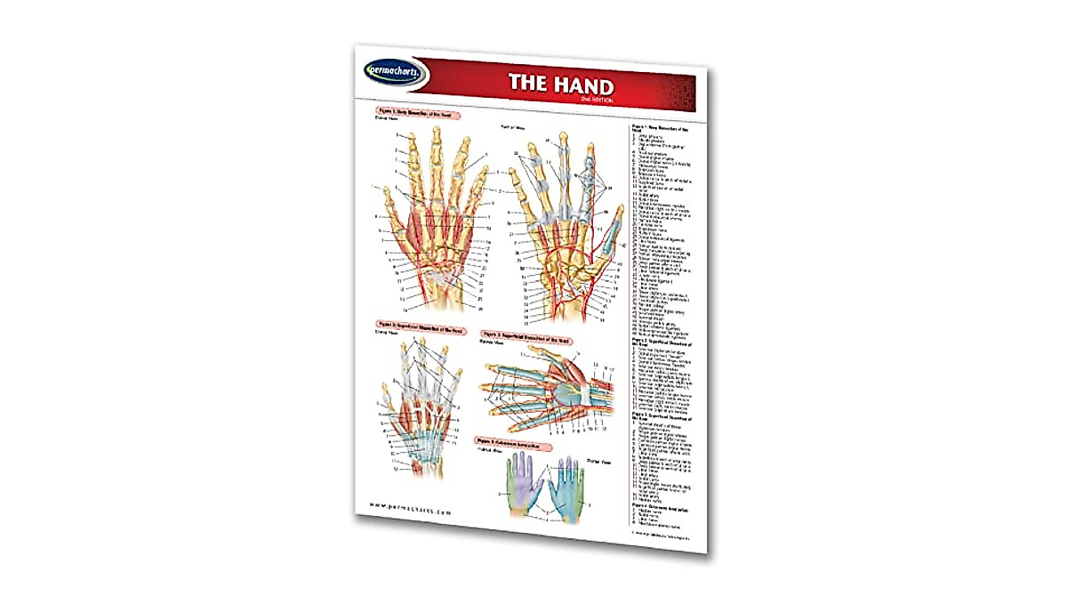 Human Hand Anatomy Chart - Quick Reference Guide for Medical Professionals
