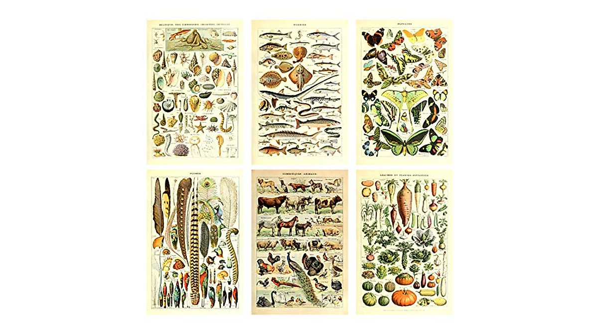 Meishe Art Poster stampa vintage falena insetti razze identificazione tabella di riferimento raccolta specie diagramma entomologia aula club