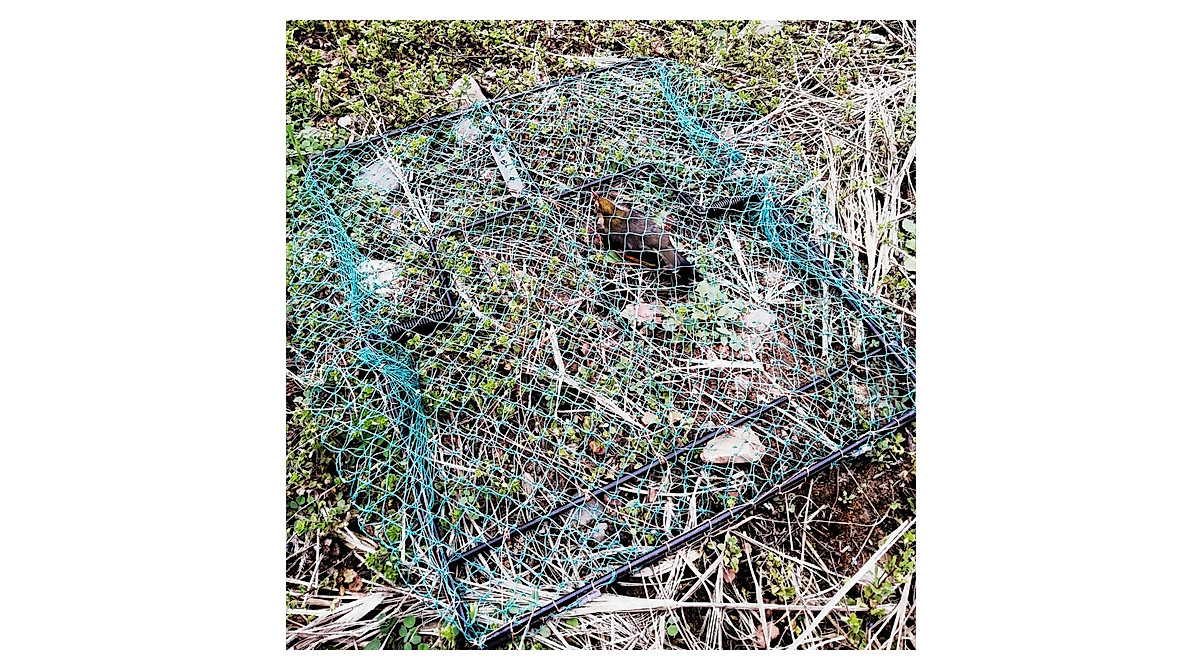 DSQSTMR Pigeon Bird Trap - 2 Pack for Effective Hunting