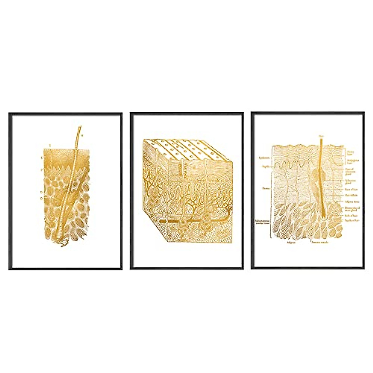 Human Anatomy Posters - Vintage Medical Art Set of 3
