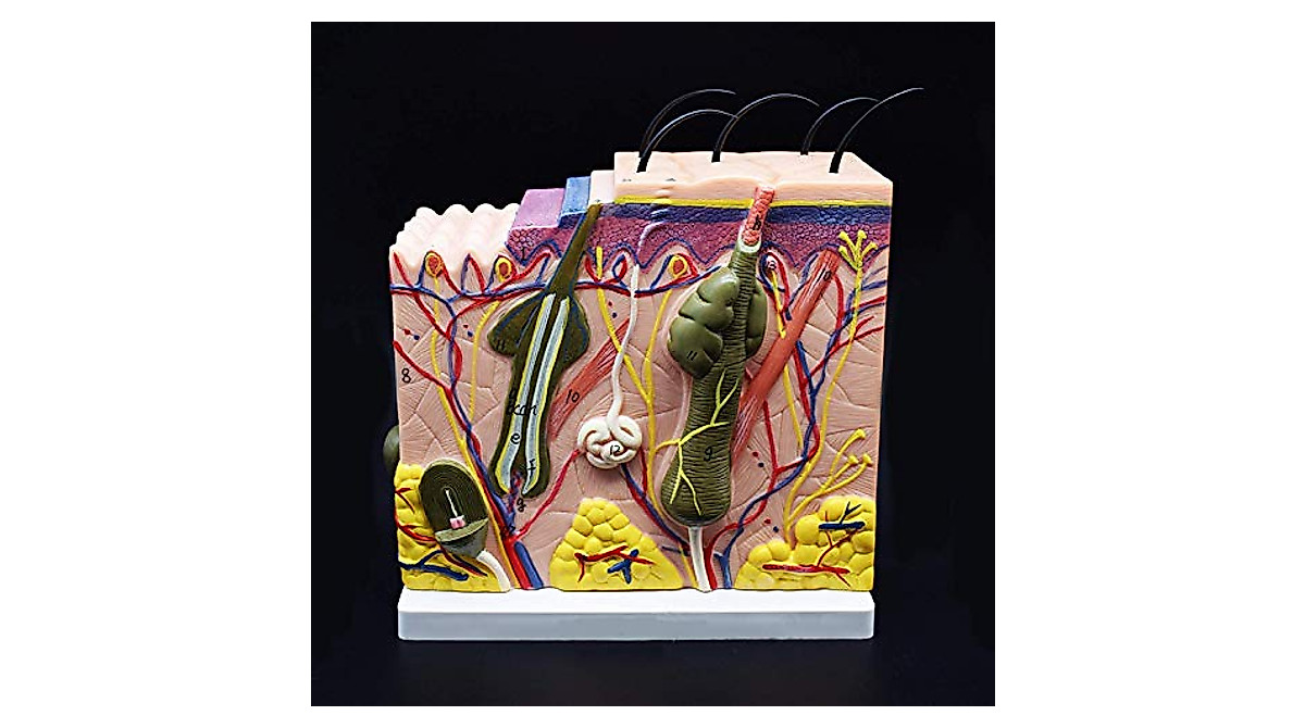 50X Enlarged Skin Model for Anatomy Study