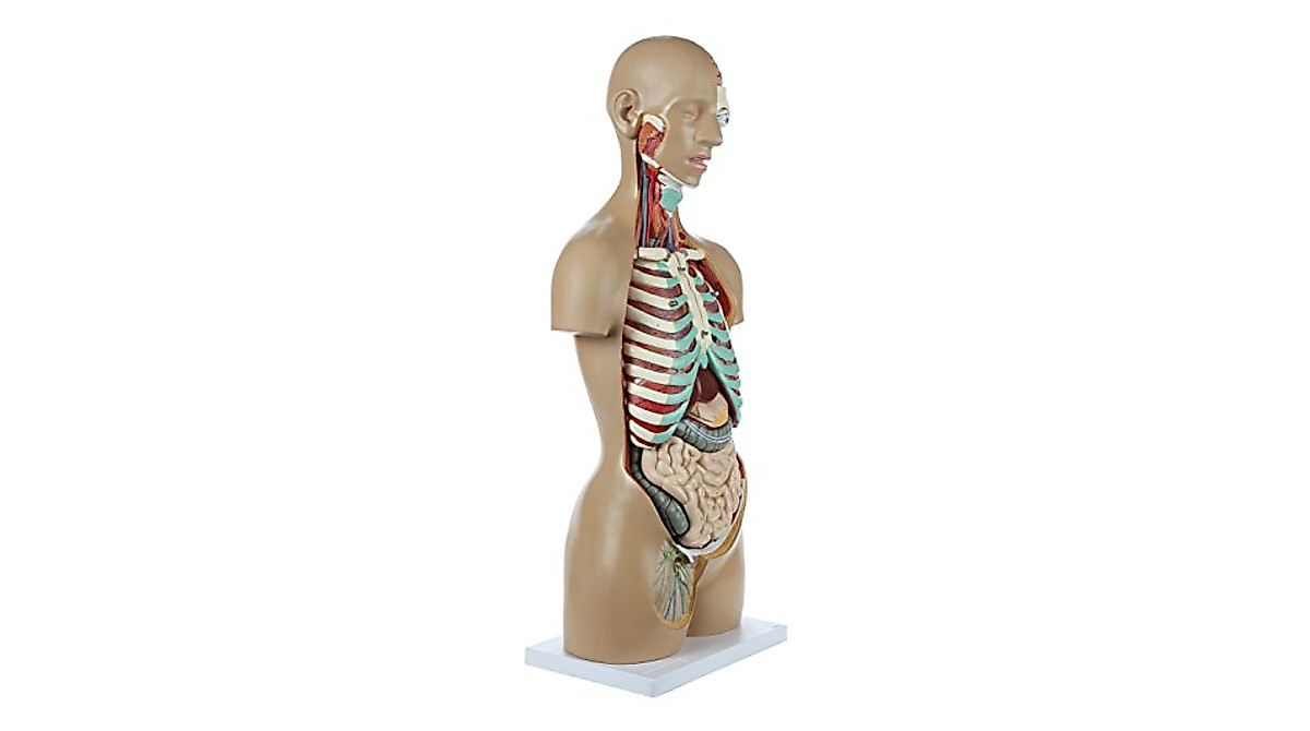 Human Torso Model with 18 Removable Organs | Detailed Anatomy Study
