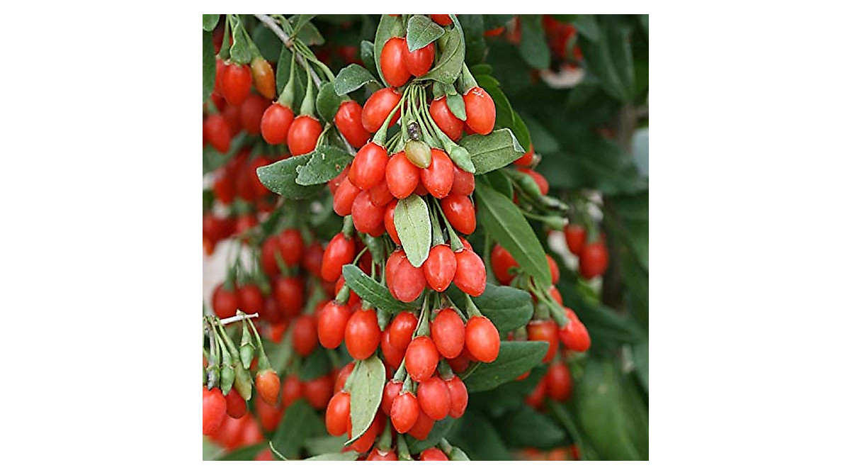 Grow Goji Berry Seeds - 10 Exotic Fruit Seeds