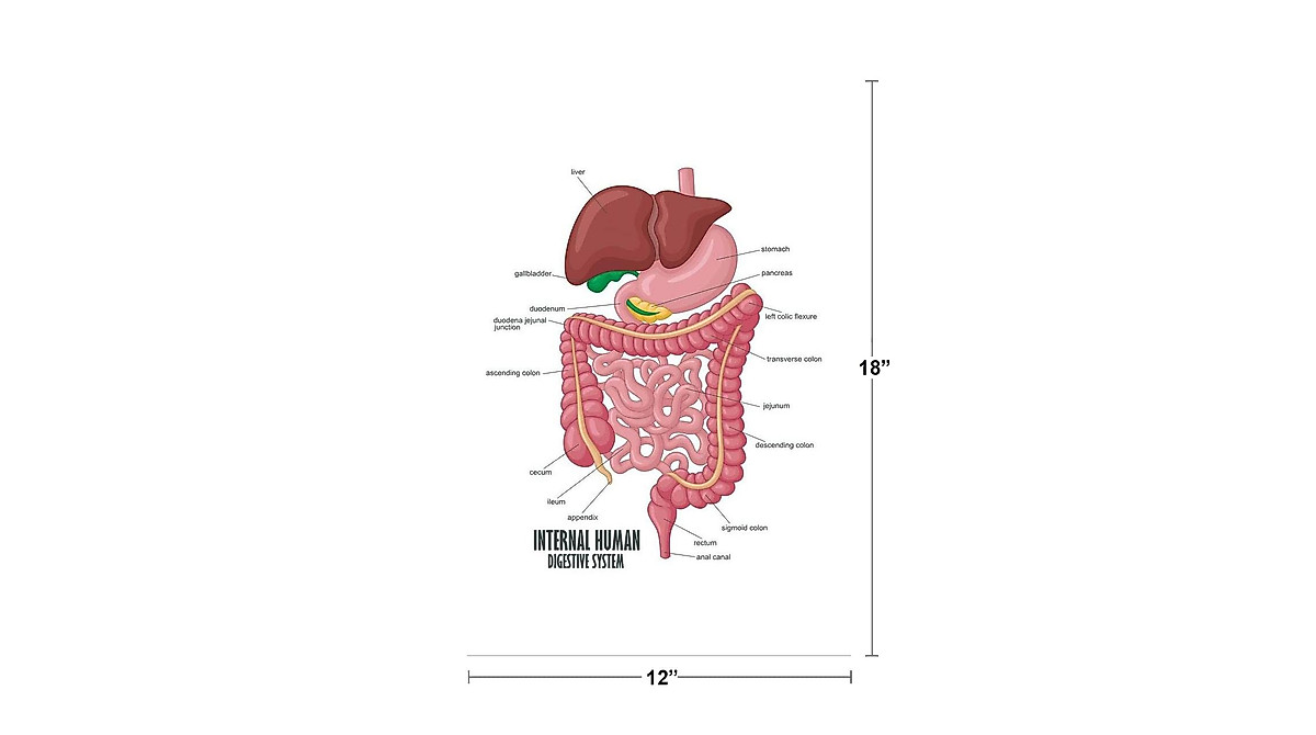 Digestive System Diagram Wall Art - Educational 12x18 Print