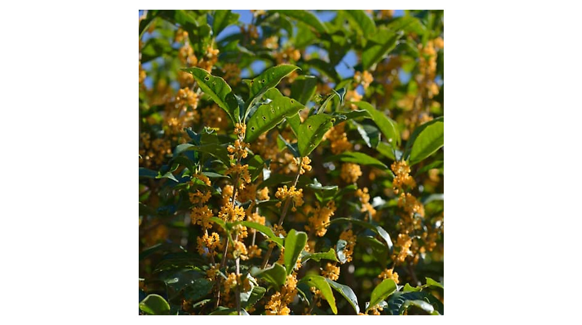 Grow Osmanthus Fragrans: Fragrant Sweet Olive Tree Seeds