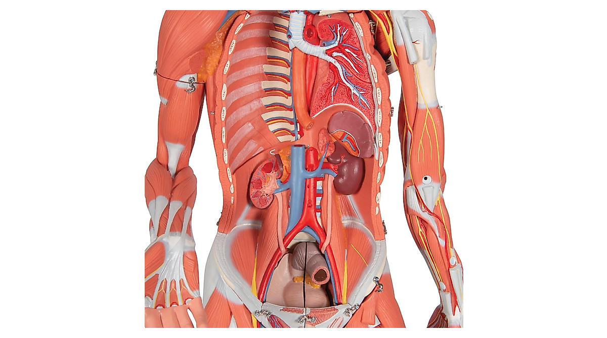 3B Scientific B50 Dual Sex Muscle Figure 45-part Model