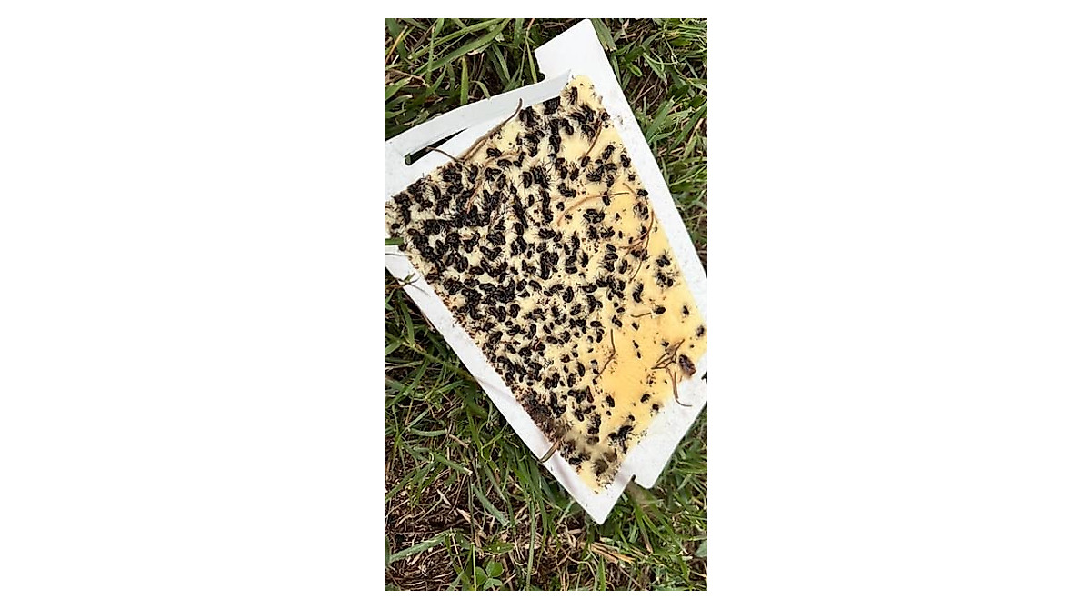 Trapper Max Glue Traps - Non-Toxic Rodent & Insect Solution