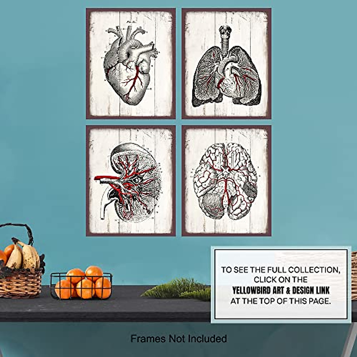 Vintage Medical Anatomy Wall Art Prints for Clinics