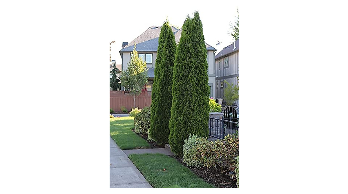 Arborvitae Emerald Green | 3-Gallon Privacy Hedge Trees | Thuja Smaragd