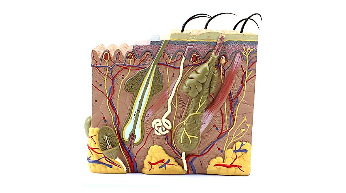 3D Skin Anatomical Model for Teaching & Communication