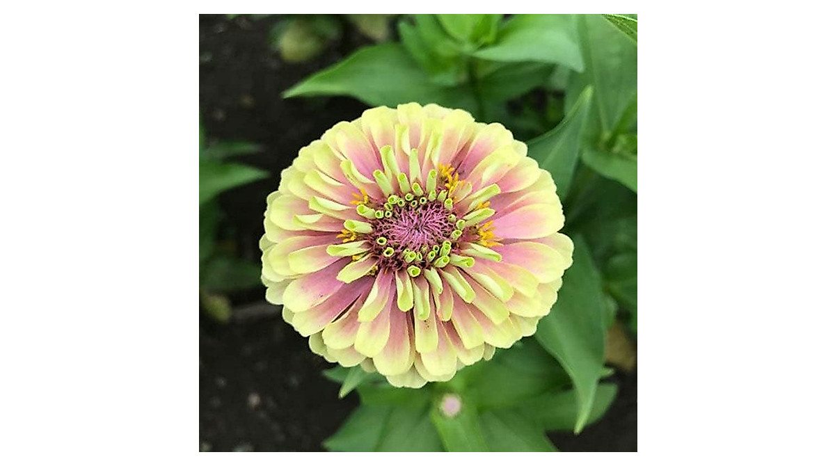Queen Lime Blush Zinnia Seeds - Vibrant Pink & Green Flowers