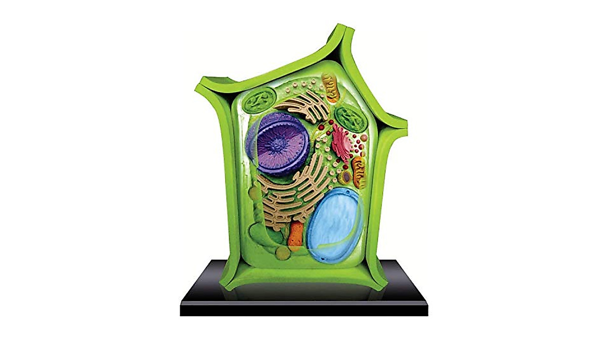 Detailed Plant Cell Anatomy Model for Students | Interactive Biology Tool