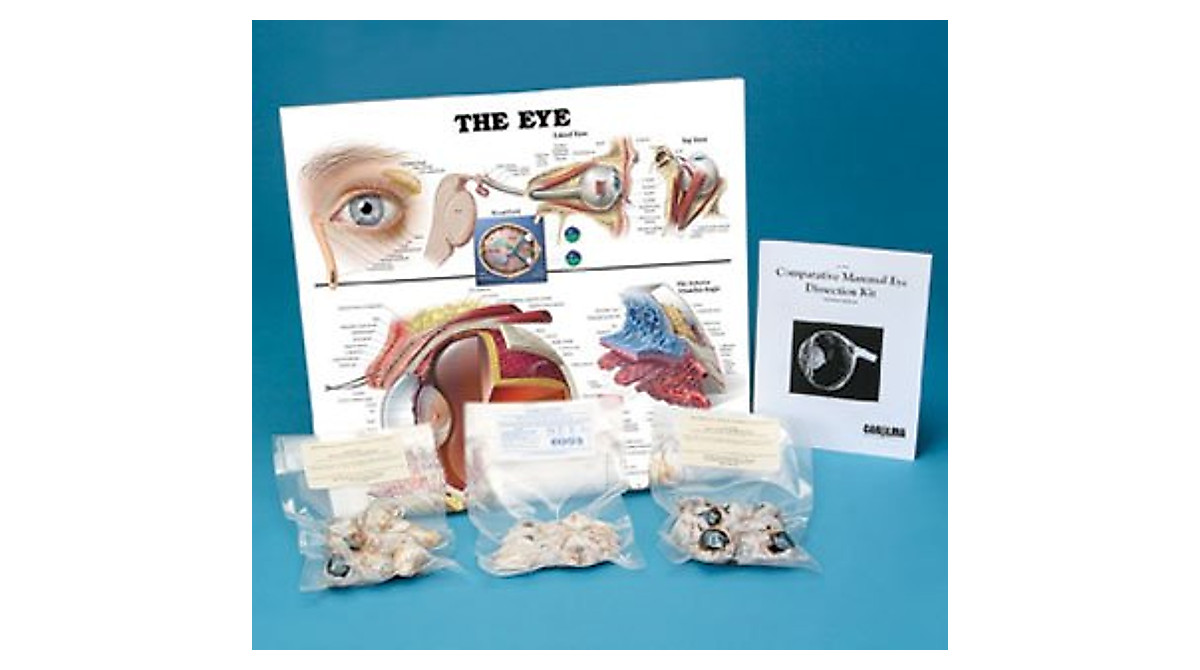 Comparative Mammalian Eye Dissection Kit - Ideal for Education