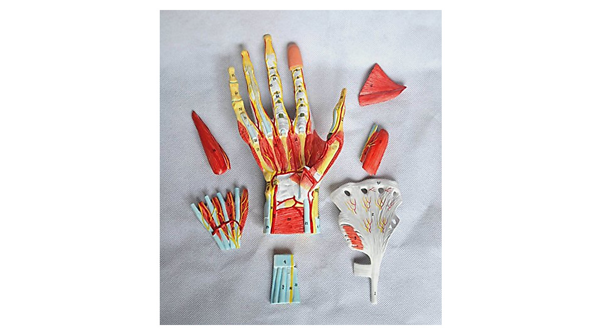 Life Size Anatomical Hand Skeleton Model - 7-Part Design